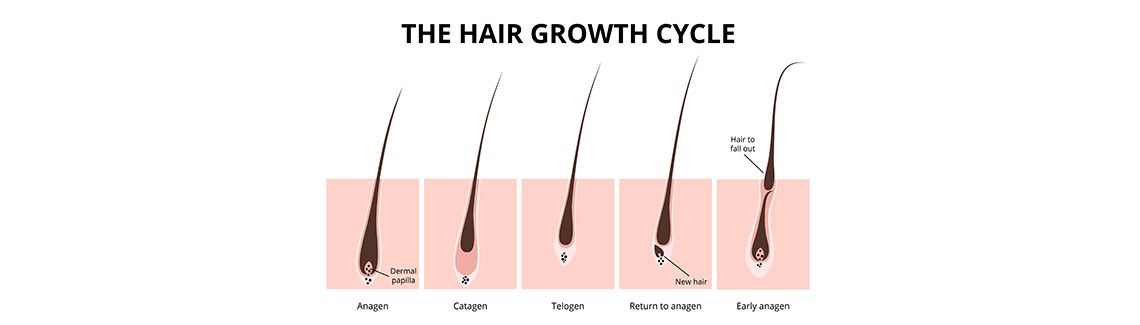 Fazy wzrostu włosa – wszystko, co musisz o nich wiedzieć